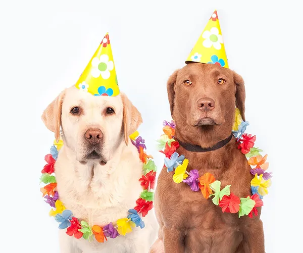 party dogs